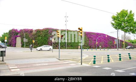 Muro con vite bougainvillea in Diagonal Mar, Barcellona, Catalunya, Spagna, Europa Foto Stock