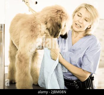 donna matura parrucchiera panni cucciolo di cane afghano in parrucchiere per cani Foto Stock