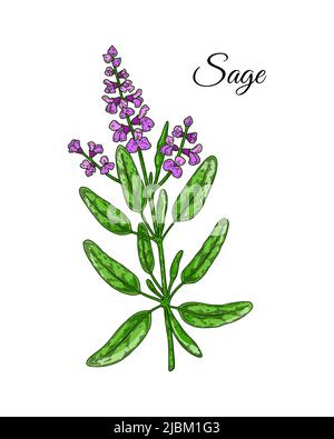 Ramo di salvia disegnato a mano con fiori. Illustrazione vettoriale in stile di schizzo colorato Illustrazione Vettoriale