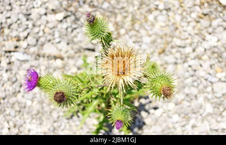 Fiore di cactus essiccato in un campo a El Garraf, Barcellona, Catalunya, Spagna, Europa Foto Stock