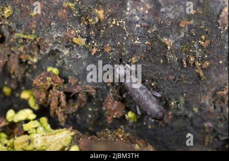 Springtail in ambiente naturale Foto Stock