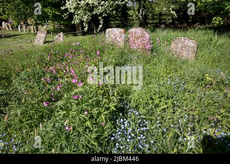 Wi.Flowers nella zona riselvaggia del cimitero di St Lawrence Parish Church Oxhill Warwickshire Regno Unito Foto Stock