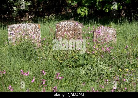 Wi.Flowers nella zona riselvaggia del cimitero di St Lawrence Parish Church Oxhill Warwickshire Regno Unito Foto Stock