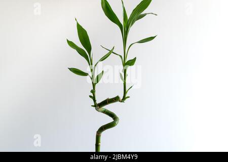 Primo piano di un bambù Lucky (Dracaena sanderiana) su sfondo bianco. Impianto decorativo utilizzato in casa e in ufficio. Foto Stock