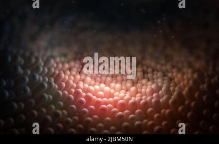 Intestino umano, mucosa, villi intestinali al microscopio 3D illustrazione Foto Stock