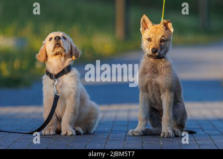 Adorabile cuccioli di cane giovane.Golden Retriever e cecoslovacco cane lupo giocare. Piccolo cane lupo Foto Stock