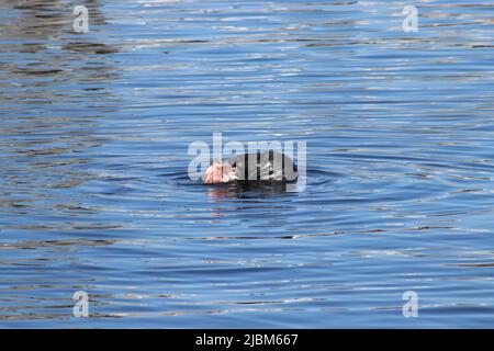 Piscina di foche nel porto Foto Stock