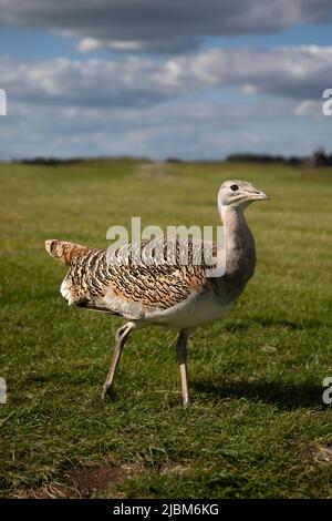 Grande uccello di senape Foto Stock