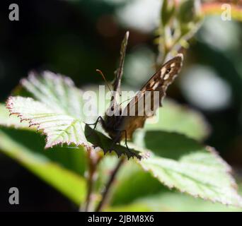 Farfalla di legno macchiata che si crogiola su brambles vista testa su. Foto Stock