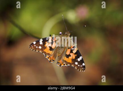 Donna dipinta, farfalla, vanesa Cardui, crogiolarsi al sole. Andalusia, Spagna, Foto Stock