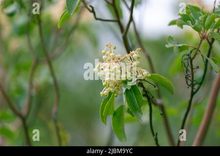 Fiori di Arbutus andrachne, comunemente chiamato l'albero di fragola greca, cresce sulla costa mediterranea, Turchia. Foto Stock