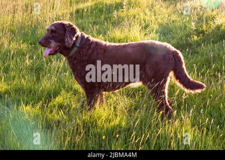 Cane Labradoodle marrone in un prato, High Bickington, Devon, Inghilterra, Regno Unito. Foto Stock