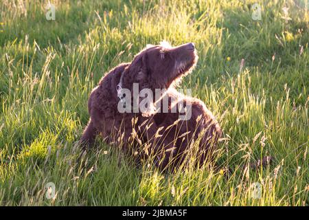 Cane Labradoodle marrone in un prato, High Bickington, Devon, Inghilterra, Regno Unito. Foto Stock