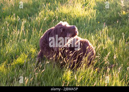 Cane Labradoodle marrone in un prato, High Bickington, Devon, Inghilterra, Regno Unito. Foto Stock