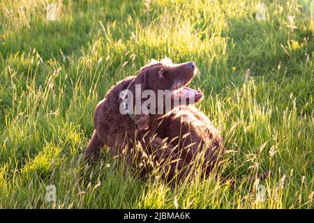 Cane Labradoodle marrone in un prato, High Bickington, Devon, Inghilterra, Regno Unito. Foto Stock