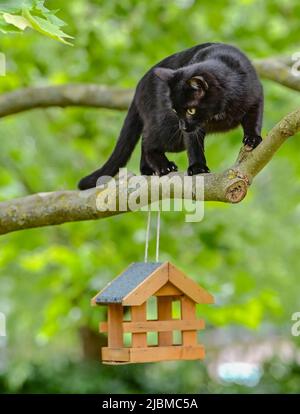 Sieversdorf, Germania. 07th giugno 2022. Un gatto maschio nero è visto caccia di uccelli in un giardino su un albero con una casa di uccelli. I gatti domestici sono diventati una minaccia per molte specie di uccelli. Credit: Patrick Pleul/dpa/Alamy Live News Foto Stock