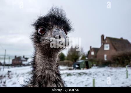 Brighton, 1st 2019 febbraio: Il primo giorno di febbraio ha comprato la gente fuori giocare nella neve ai South Downs, al Dike del Diavolo, vicino Brighton Foto Stock