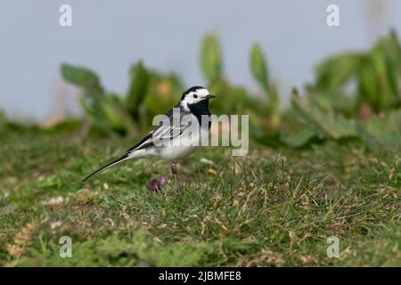 Pied Wagtail-Motacilla alba. Foto Stock