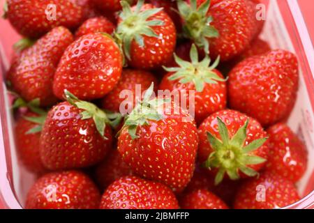 Primo piano dettaglio di fragole mature in un fusto di plastica Foto Stock
