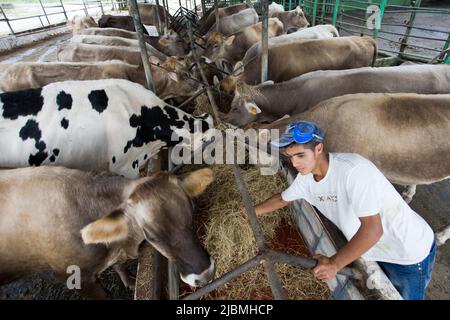 Panama, Cerro Punta, i prodotti lattiero-caseari e l'allevamento di bestiame è qualcosa che vedete un lotto in questa zona. Foto Stock