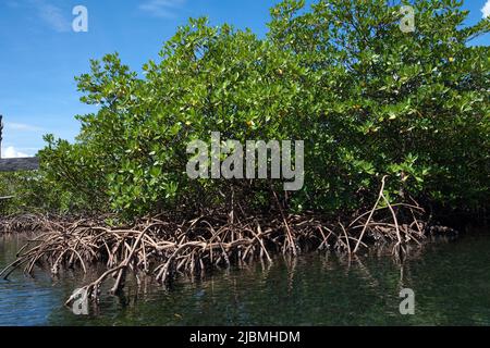 Panama, Archipielago de Bocas del Toro, la maggior parte delle isole dell'archipello sono circondate da cespugli di mangrovie. Foto Stock