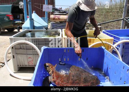 (220607) -- HADERA, 7 giugno 2022 (Xinhua) -- un membro del personale pulisce una tartaruga marina, che è stata recuperata da lesioni e sarà rilasciata di nuovo in mare, presso il Centro di salvataggio delle tartarughe marine israeliane vicino alla città israeliana settentrionale di Hadera il 6 giugno 2022. Il Centro di salvataggio delle tartarughe marine israeliane è stato istituito nel 1999 dall'autorità israeliana per la natura e i parchi con l'obiettivo di riabilitare le tartarughe marine ferite e restituirle allo stato selvatico dopo il loro recupero. Fin dalla sua istituzione, il centro ha curato più di 700 individui e circa il 70 per cento di essi sono stati rilasciati in mare aperto . Foto Stock