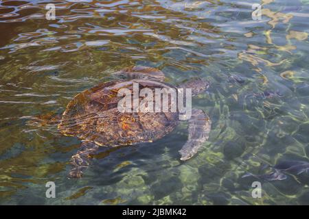 Hadera. 6th giugno 2022. Una tartaruga marina nuota in una piscina di acqua di mare presso il Centro di salvataggio delle tartarughe marine israeliane vicino alla città israeliana settentrionale di Hadera il 6 giugno 2022. Il Centro di salvataggio delle tartarughe marine israeliane è stato istituito nel 1999 dall'autorità israeliana per la natura e i parchi con l'obiettivo di riabilitare le tartarughe marine ferite e restituirle allo stato selvatico dopo il loro recupero. Fin dalla sua istituzione, il centro ha curato più di 700 individui e circa il 70 per cento di essi sono stati rilasciati in mare aperto . Credit: Shang Hao/Xinhua/Alamy Live News Foto Stock