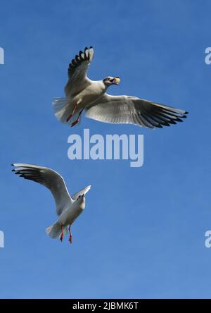 Il gabbiano a testa nera (Chromicocephalus ridibundus) (Larus ridibundus). Uccello in volo con le sue ali spalancate, Mar Nero Foto Stock