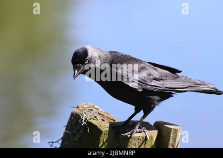 Blackbird su legno OST Foto Stock