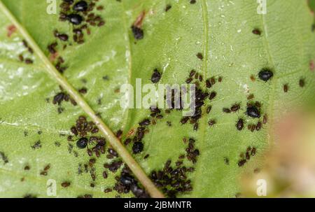 Afidi sulle foglie. Piccoli insetti neri che succhiano la linfa di piante, parassiti di alberi da frutto. Un sacco di afidi nocivi su foglie di ciliegia verde danneggiato. Foto Stock