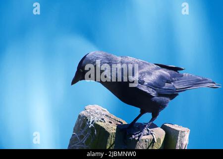 Blackbird su legno OST Foto Stock