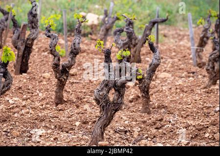 Vecchi tronchi d'uva sui vigneti di Cotes de Provence in primavera, Bandol regione vinicola vicino le Castellet villaggio, vinificazione nel sud della Francia Foto Stock