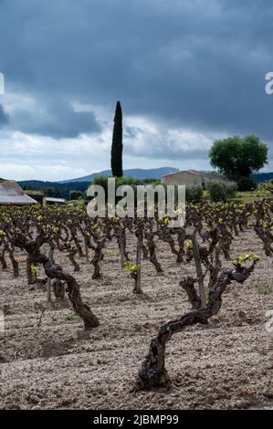 Vecchi tronchi d'uva sui vigneti di Cotes de Provence in primavera, Bandol regione vinicola vicino le Castellet villaggio, vinificazione nel sud della Francia Foto Stock