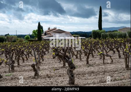 Vecchi tronchi d'uva sui vigneti di Cotes de Provence in primavera, Bandol regione vinicola vicino le Castellet villaggio, vinificazione nel sud della Francia Foto Stock