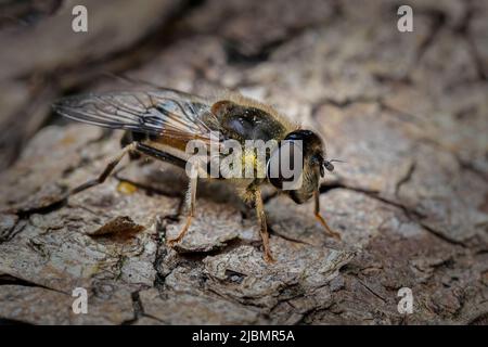 Drone Fly Foto Stock