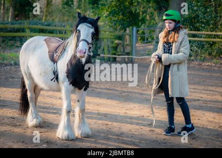 Una ragazza adolescente che tiene le redini di un pony di cavallo di boa di zingaro piebald Foto Stock