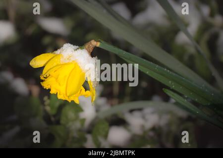 Neve tarda e gelo su un daffodil in primavera Foto Stock