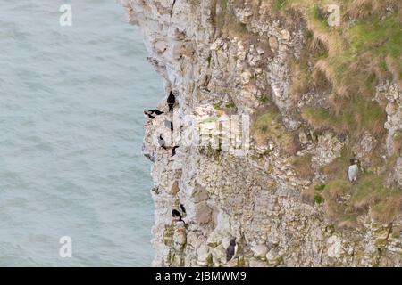 Pulcinelle, guillemots e uccelli marini razorball nidificano su scogliere di gesso a Flamborough Foto Stock