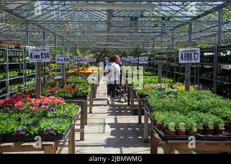 Hockley, Essex, Inghilterra, 8th maggio 2022, La gente naviga tra piante e fiori in vendita presso l'Hockley Garden Center Foto Stock