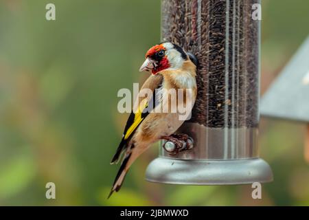 Carino goldfinch guardando la macchina fotografica arroccato su alimentatore tubo seme nyjer Foto Stock
