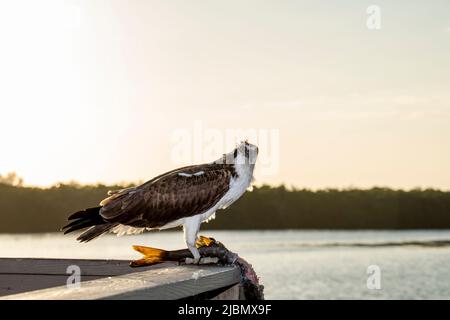 Florida. Maschio adulto Osprey, (Pandion haliaetus) che divora un pesce sulla piattaforma di osservazione nel J.N. Ding Darling National Wildlife Refuge. Foto Stock