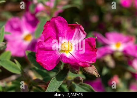 Cistus 'Blushing Peggy Sammons' una pianta di arbusto fiorita estate con un fiore rosa magenta estivo comunemente noto come rosa roccia, immagine di scorta della foto Foto Stock