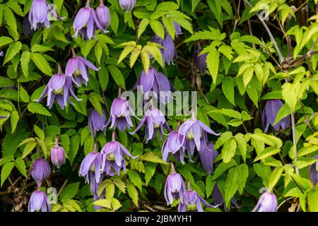 Primavera fioritura Clematis Alpina. Foto Stock