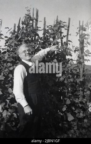 1950s, storico, fuori in giardino, un Signore in una camicia e cravatta e gilet che punta al suo runner fagioli crescere su pali di legno, Inghilterra, Regno Unito. Foto Stock