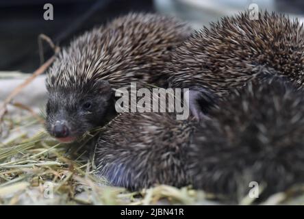 I piccoli ricci chiamati "i fratelli spinosi di Dubrava" si stanno riprendendo nella clinica veterinaria dello ZOO di Zagabria dopo la morte della madre, avvenuta a Zagabria, in Croazia, il 7 giugno 2022. Foto: Marko Lukunic/PIXSELL Foto Stock