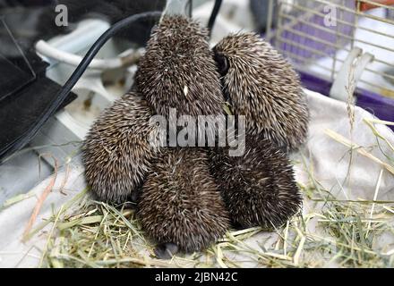 I piccoli ricci chiamati "i fratelli spinosi di Dubrava" si stanno riprendendo nella clinica veterinaria dello ZOO di Zagabria dopo la morte della madre, avvenuta a Zagabria, in Croazia, il 7 giugno 2022. Foto: Marko Lukunic/PIXSELL Foto Stock