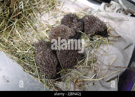 I piccoli ricci chiamati "i fratelli spinosi di Dubrava" si stanno riprendendo nella clinica veterinaria dello ZOO di Zagabria dopo la morte della madre, avvenuta a Zagabria, in Croazia, il 7 giugno 2022. Foto: Marko Lukunic/PIXSELL Foto Stock