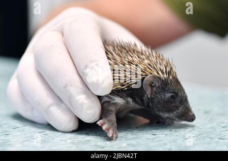 I piccoli ricci chiamati "i fratelli spinosi di Dubrava" si stanno riprendendo nella clinica veterinaria dello ZOO di Zagabria dopo la morte della madre, avvenuta a Zagabria, in Croazia, il 7 giugno 2022. Foto: Marko Lukunic/PIXSELL Foto Stock