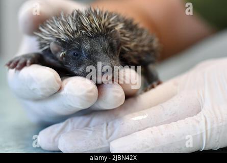 I piccoli ricci chiamati "i fratelli spinosi di Dubrava" si stanno riprendendo nella clinica veterinaria dello ZOO di Zagabria dopo la morte della madre, avvenuta a Zagabria, in Croazia, il 7 giugno 2022. Foto: Marko Lukunic/PIXSELL Foto Stock