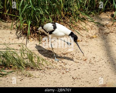 Avocetto di Sandpiper Bird con un becco curvo lungo e sottile. Uccello sulla riva vicino all'acqua. Foto Stock